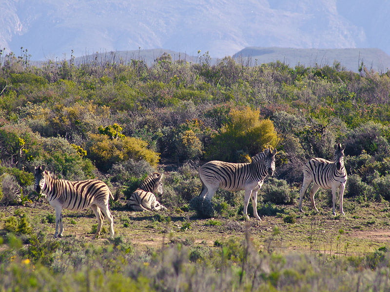 Reserve wildlife