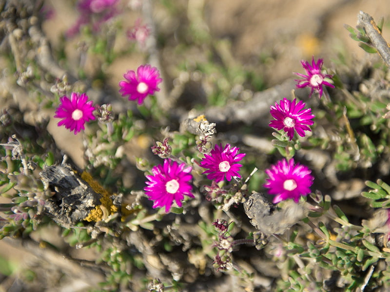 Succulent Karoo plants