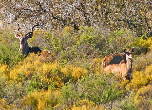Gannaleegte Trail